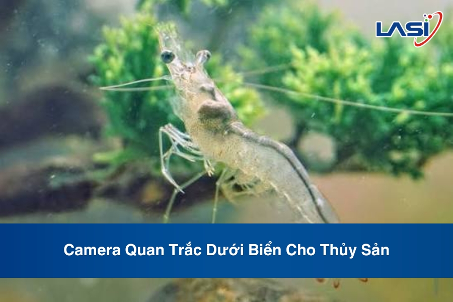 Camera Quan Trắc Dưới Biển Cho Thủy Sản