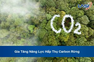 Gia Tăng Năng Lực Hấp Thụ Carbon Rừng