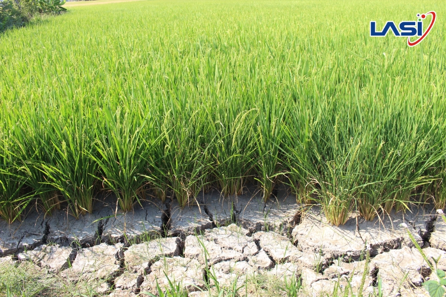 Giải Pháp Giúp Hạn Chế Tổn Thất Nước Vùng Trồng
