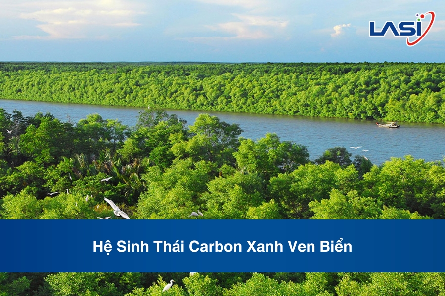 Hệ Sinh Thái Carbon Xanh Ven Biển