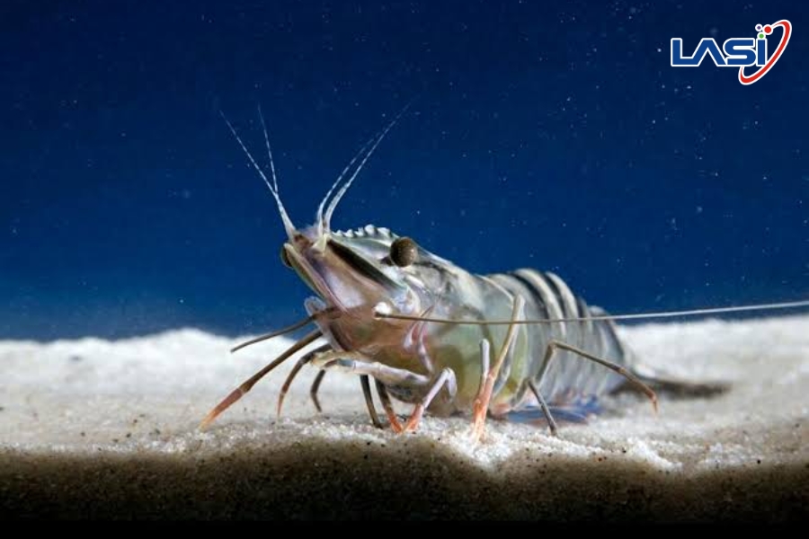 Mô Hình Aquamimicry Nuôi Tôm Hiệu Quả