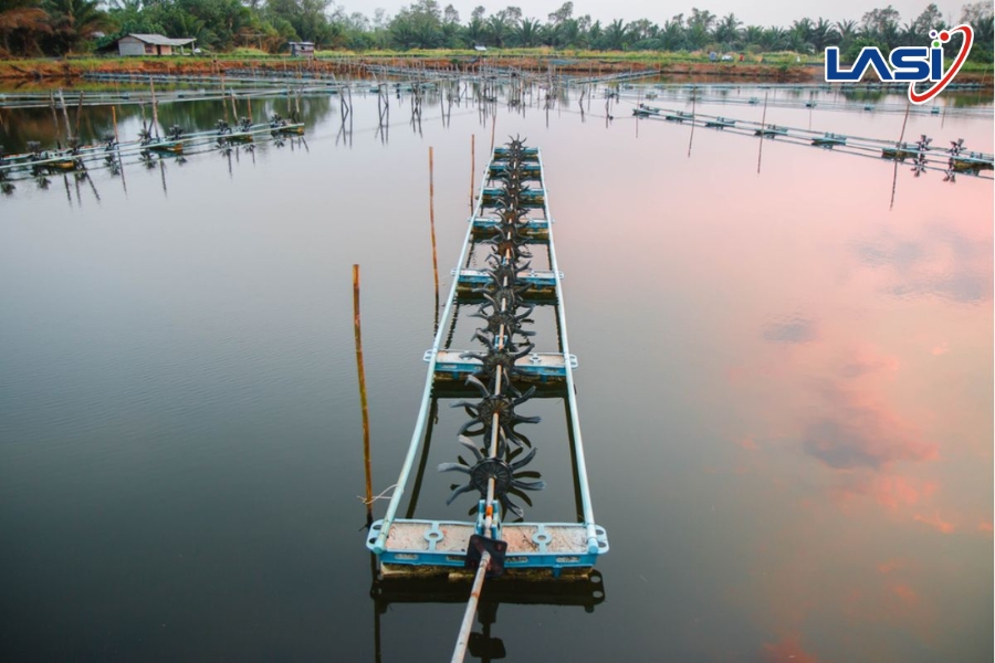 Mô Hình Aquamimicry Nuôi Tôm Hiệu Quả