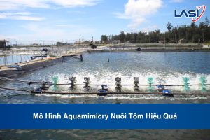 Mô Hình Aquamimicry Nuôi Tôm Hiệu Quả