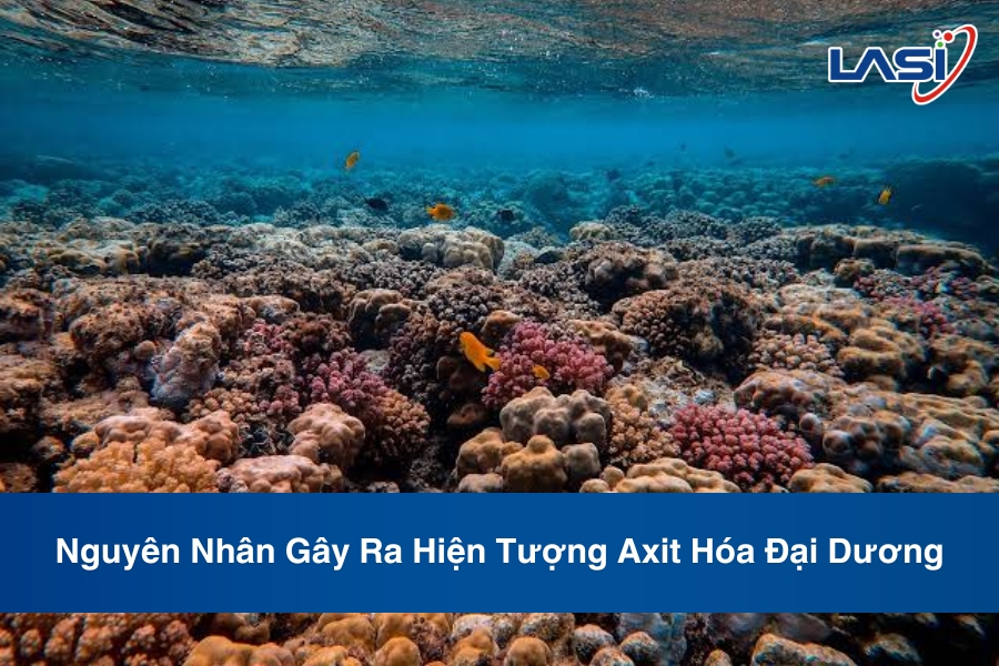 Nguyên Nhân Gây Ra Hiện Tượng Axit Hóa Đại Dương
