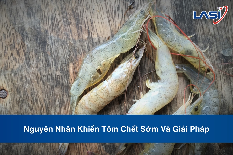 Nguyên Nhân Khiến Tôm Chết Sớm Và Giải Pháp