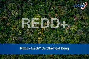 REDD+ Là Gì? Cơ Chế Hoạt Động
