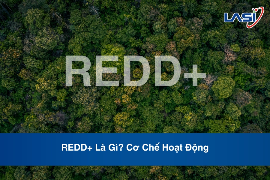 REDD+ Là Gì? Cơ Chế Hoạt Động