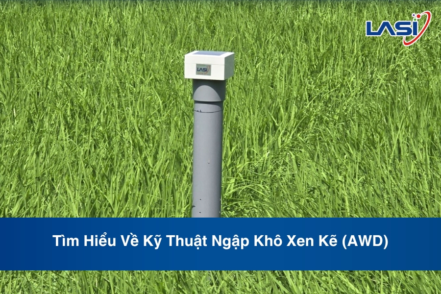 Tìm Hiểu Về Kỹ Thuật Ngập Khô Xen Kẽ (AWD)
