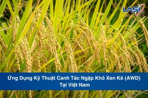 Ứng Dụng Kỹ Thuật Canh Tác Ngập Khô Xen Kẽ (AWD) Tại Việt Nam